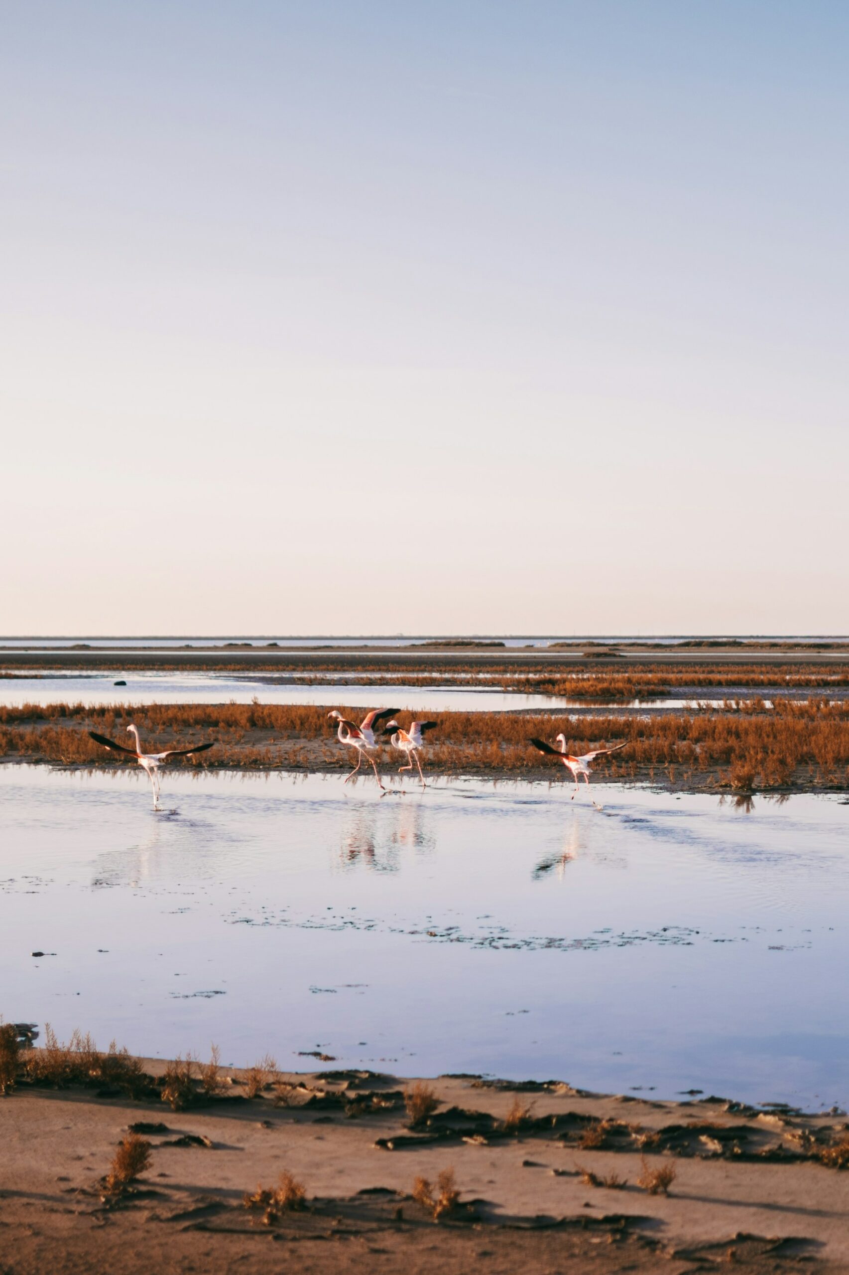Flamants roses en vol au coucher du soleil en Camargue près d'Aigues-Mortes — escale nature avant ou après le bistrot La Pôse