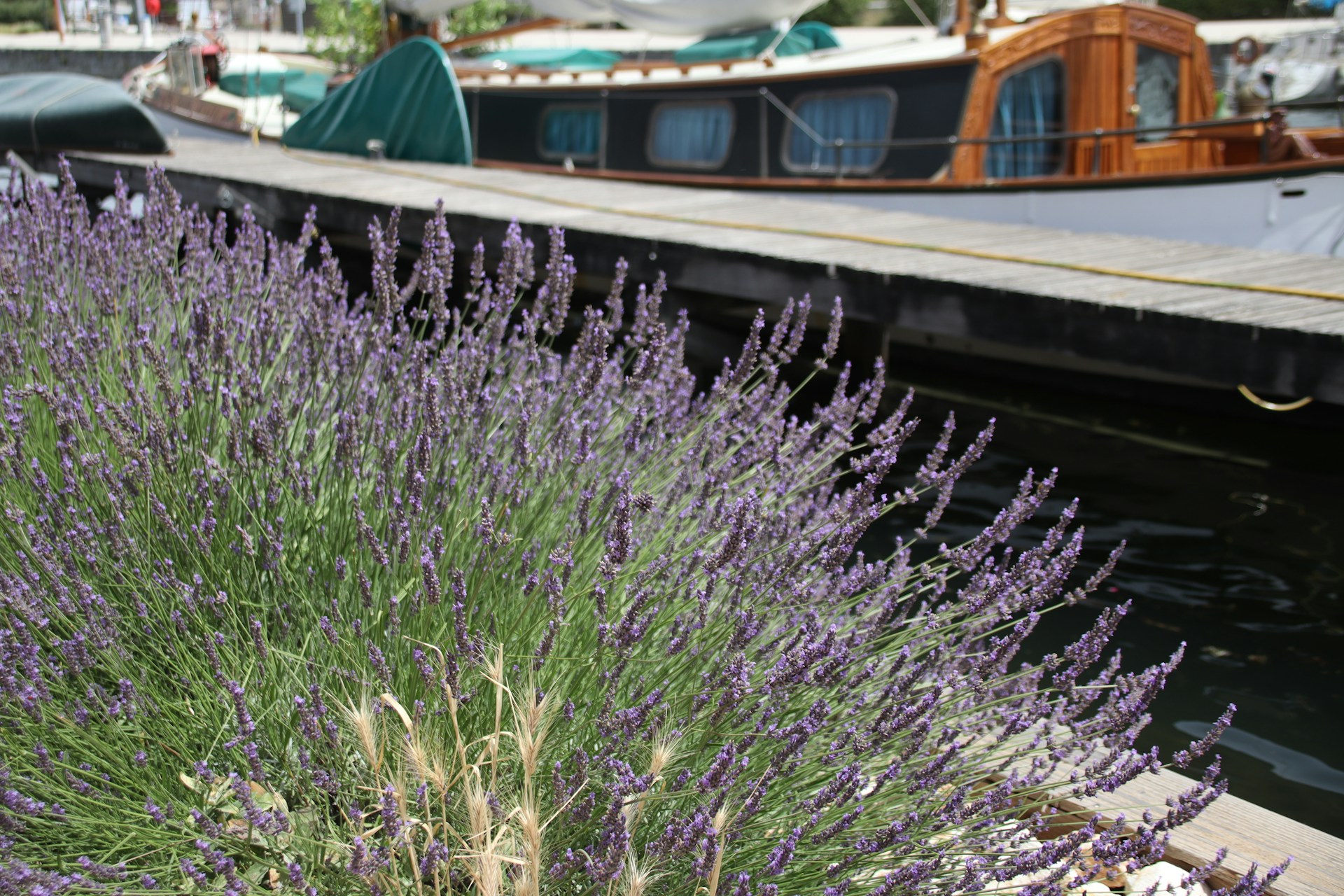 Lavande en fleur et port de plaisance en Camargue près d'Aigues-Mortes — tourisme estival et étape bistrot La Pôse